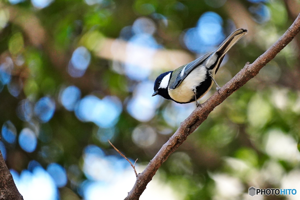 玉ボケをバックに