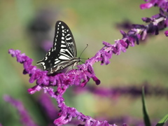 サルビアとアゲハチョウ サルビアとアゲハチョウ