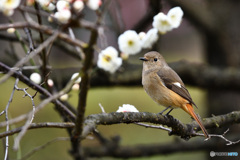 白梅にジョウビタキ