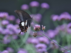 お花畑のモンキアゲハ