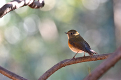 陽だまりの中で