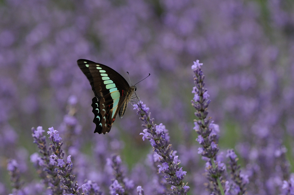 ラベンダーにアオスジアゲハ