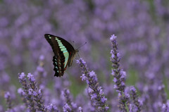 ラベンダーにアオスジアゲハ