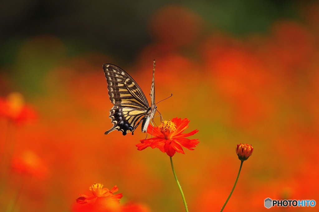 キバナコスモスで