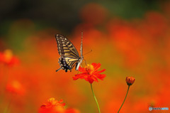 キバナコスモスで