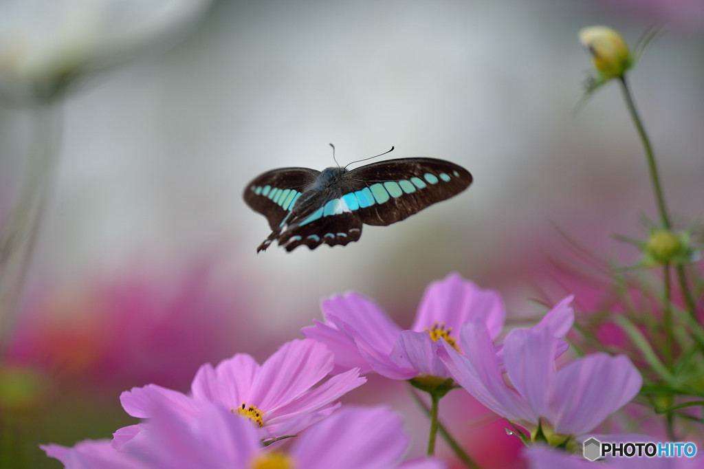 コスモス畑のアオスジアゲハ