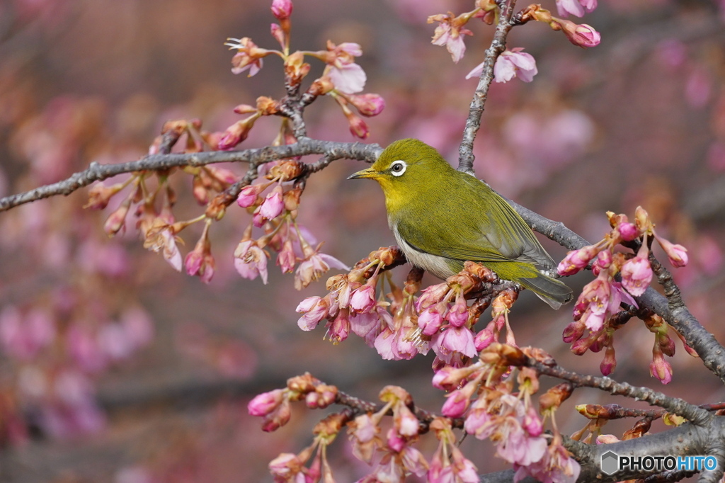 春が来た by y-kuni (ID:13371667) - 写真共有サイト:PHOTOHITO