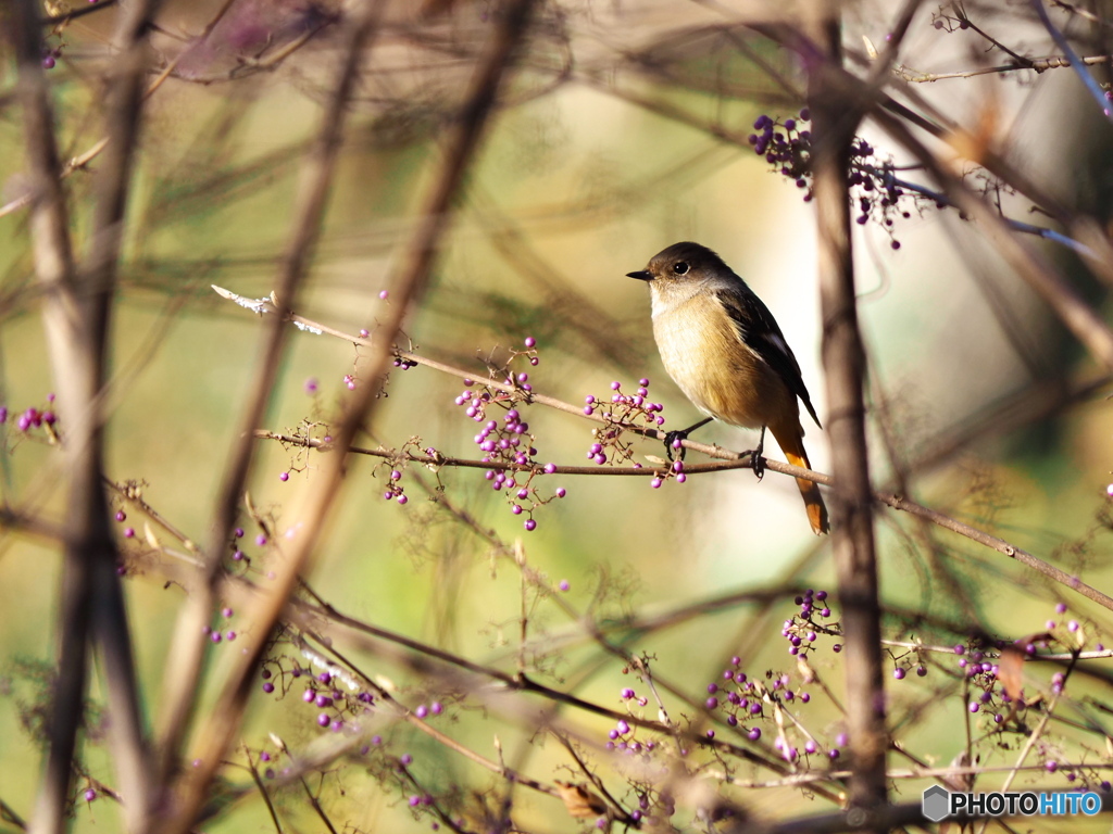 ムラサキシキブにジョウビタキ