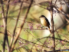 ムラサキシキブにジョウビタキ