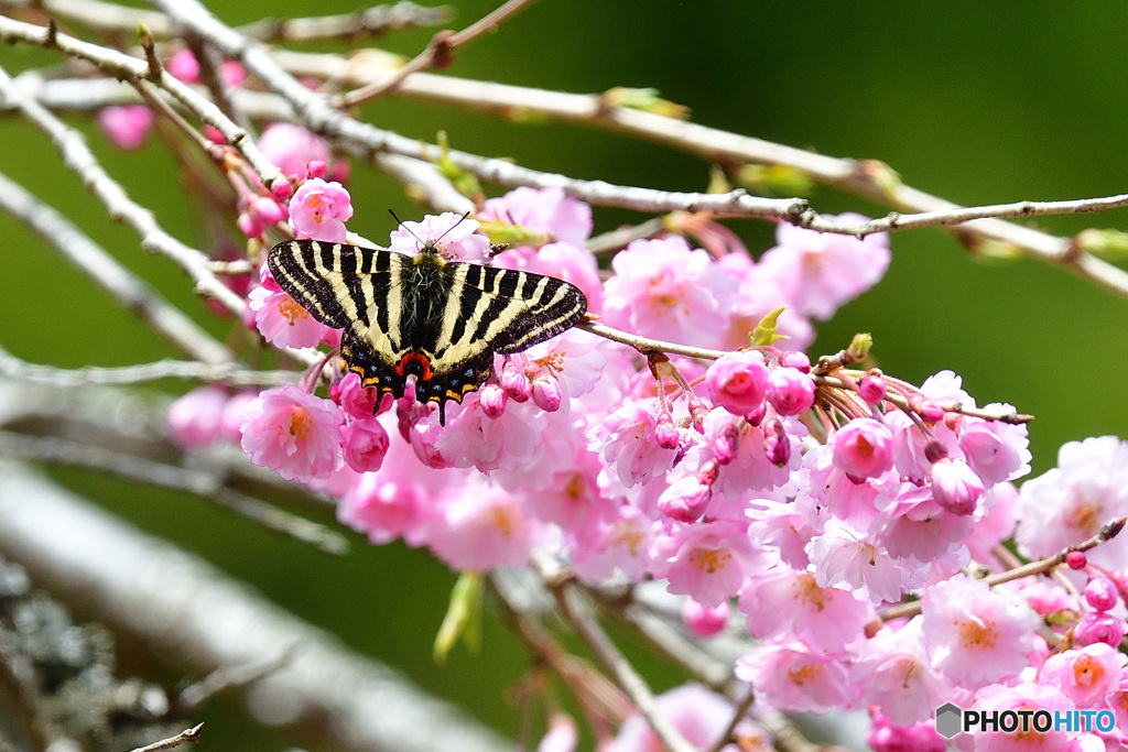 枝垂桜にギフチョウ