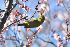 梅にメジロ