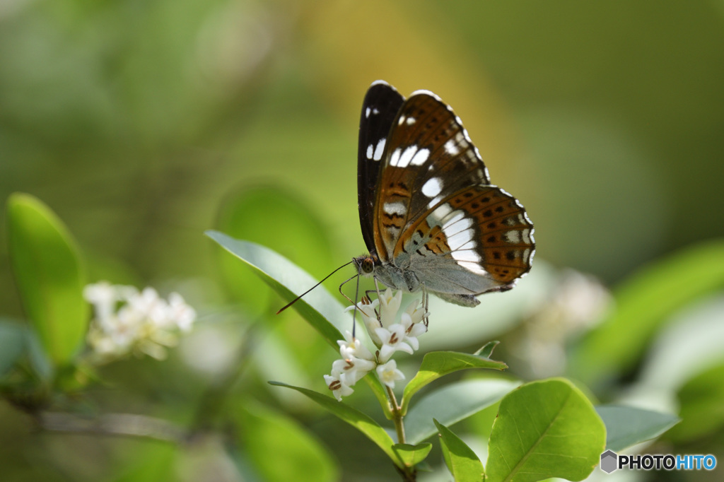 イボタにイチモンジチョウ