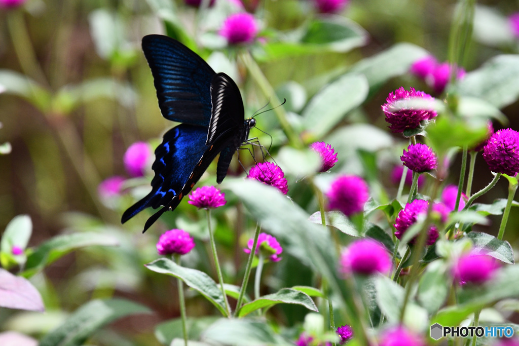 センニチコウとカラスアゲハ