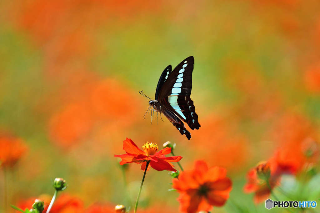 Fly away