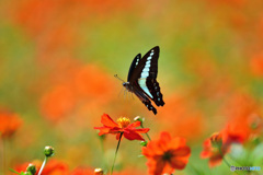Fly away