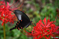 彼岸花とカラスアゲハ