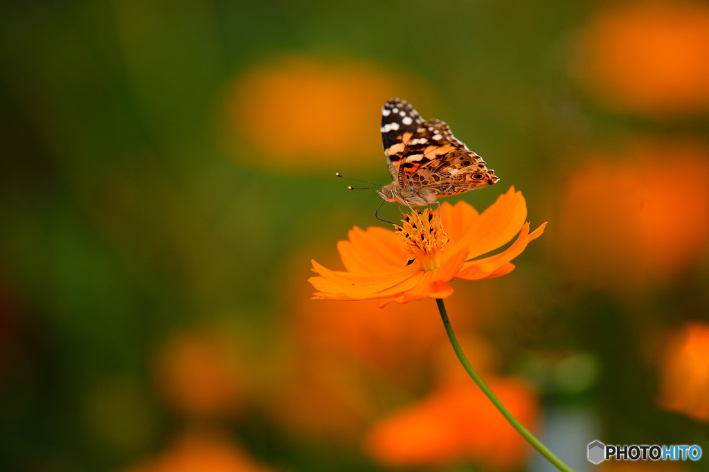 キバナコスモスにヒメアカタテハ