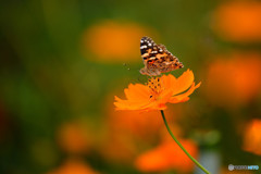 キバナコスモスにヒメアカタテハ