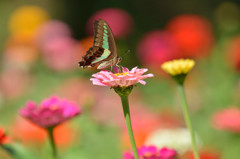 ジニアにアオスジアゲハ