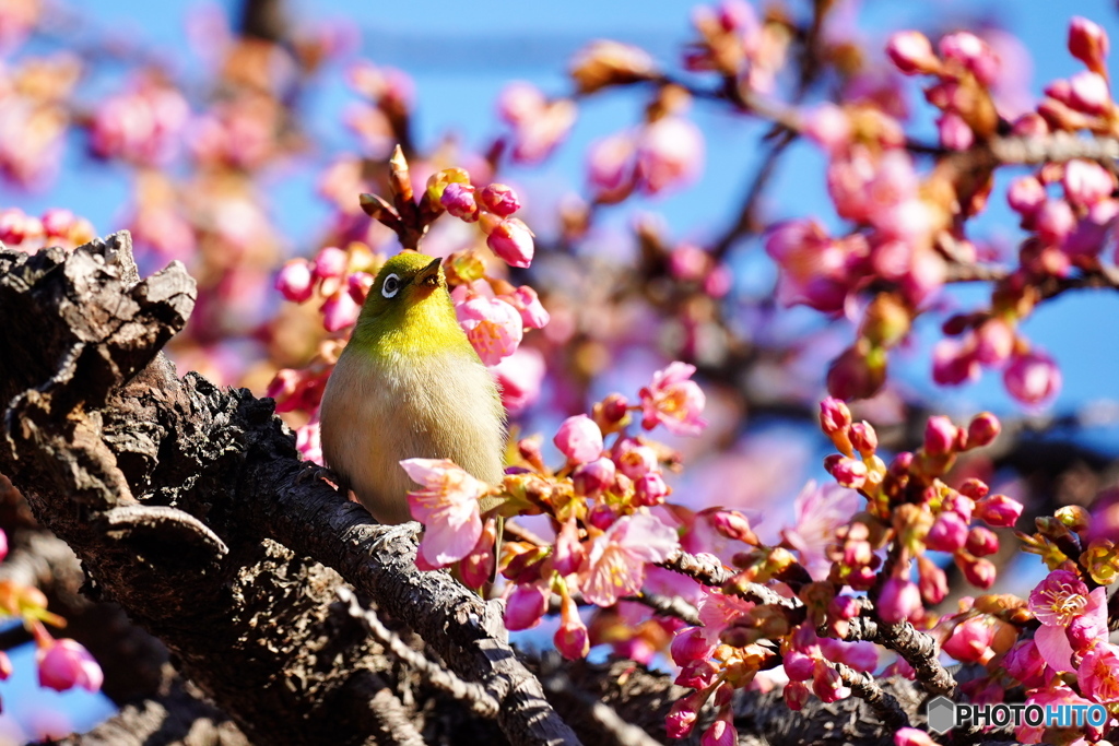 河津桜にメジロ