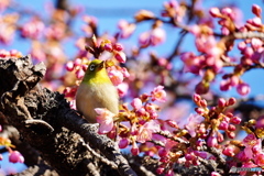 河津桜にメジロ