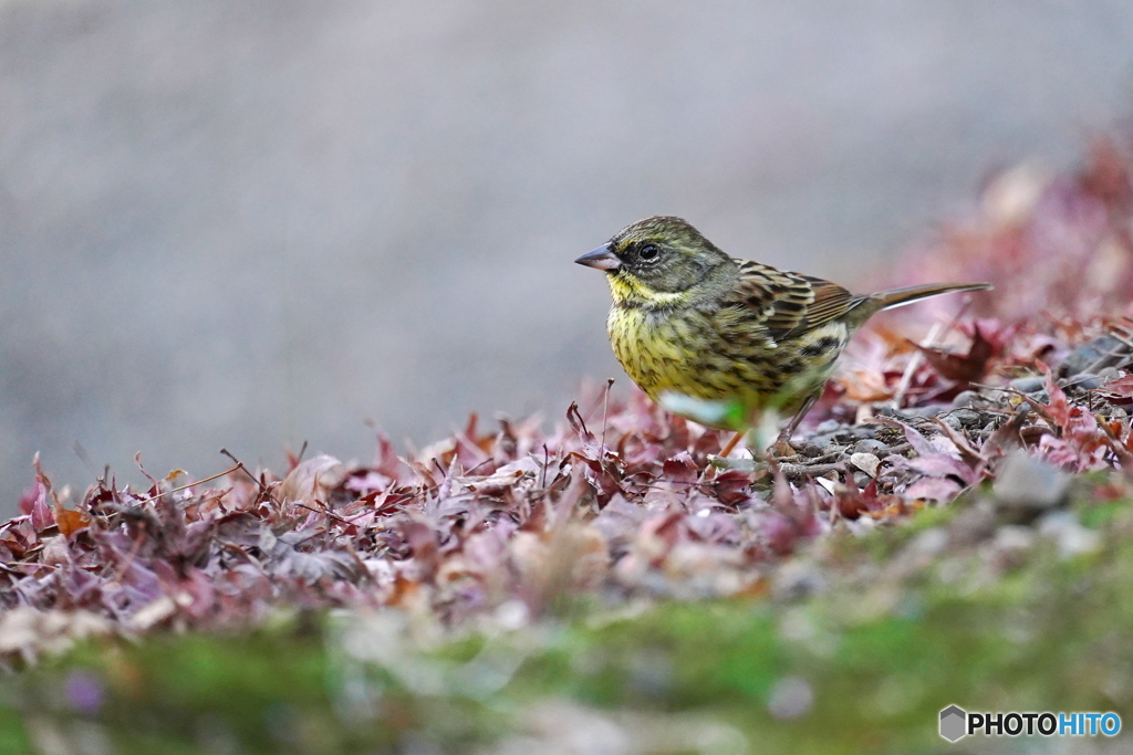モミジの落葉にて