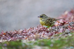 モミジの落葉にて