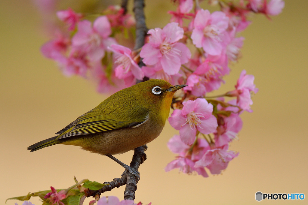 春の足音