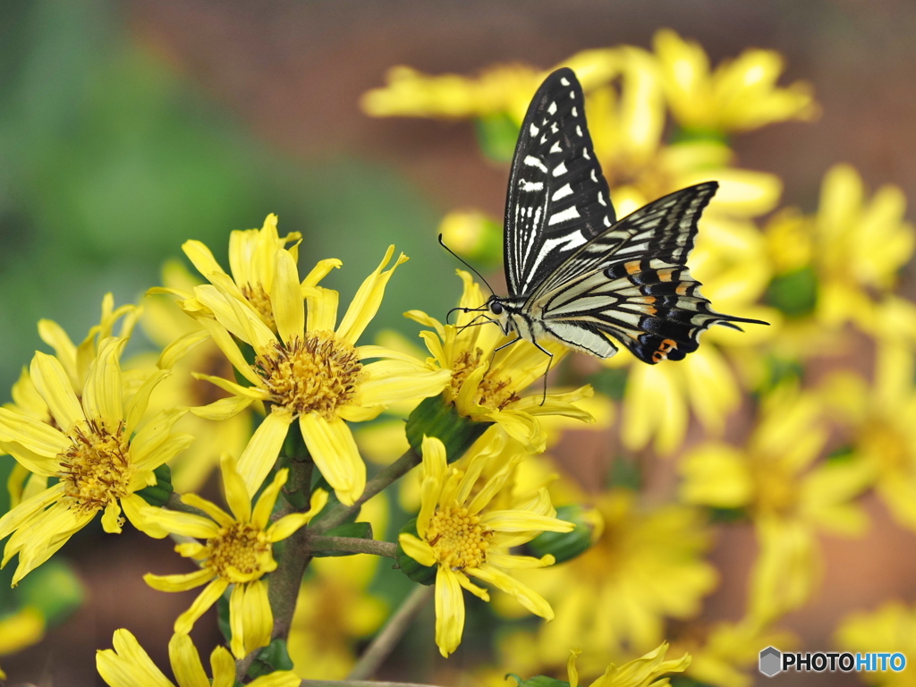 小春日和の穏やかな日