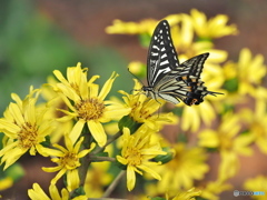 小春日和の穏やかな日 小春日和の穏やかな日