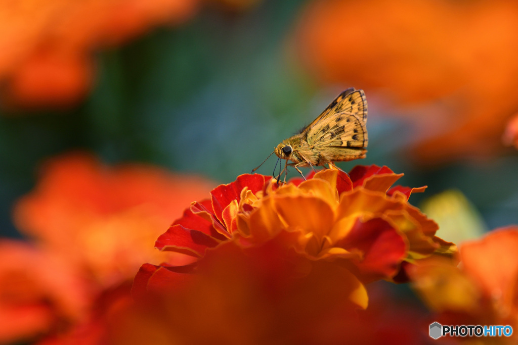 キマダラセセリとマリーゴールド