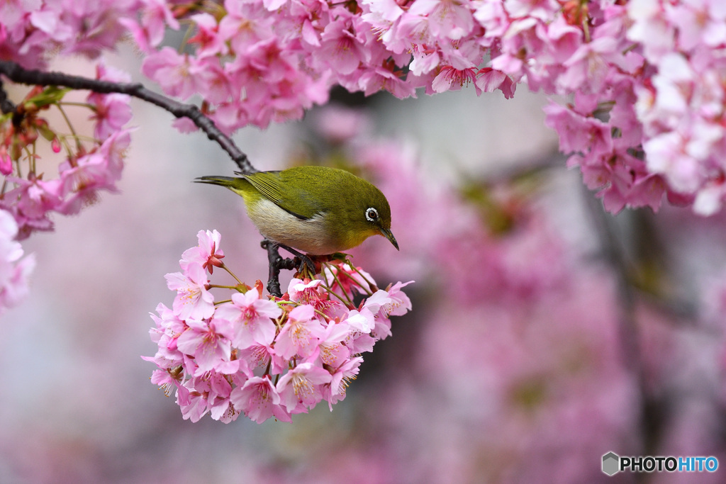 河津桜に