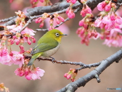 春の息吹