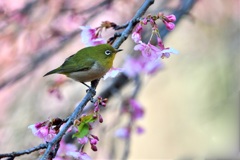 メジロと 河津桜