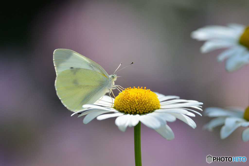 フランスギクにモンシロチョウ