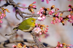 河津桜メジロ