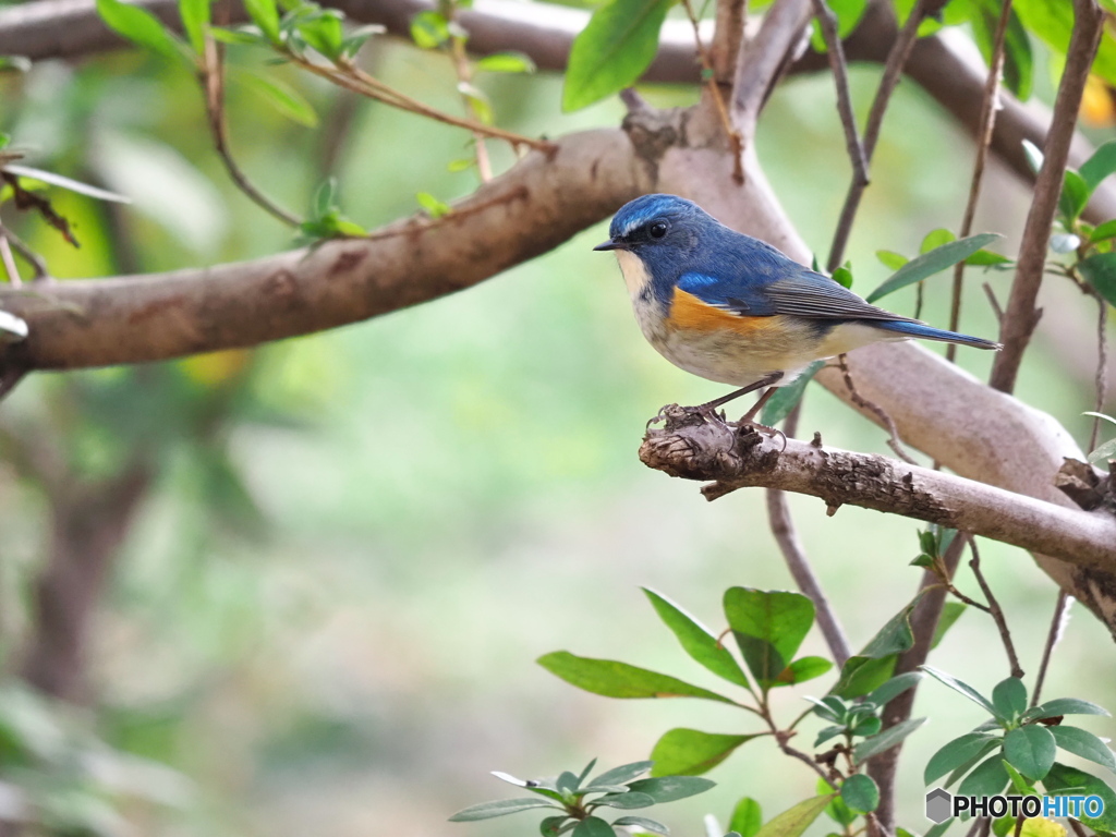 青い鳥