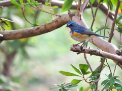 青い鳥
