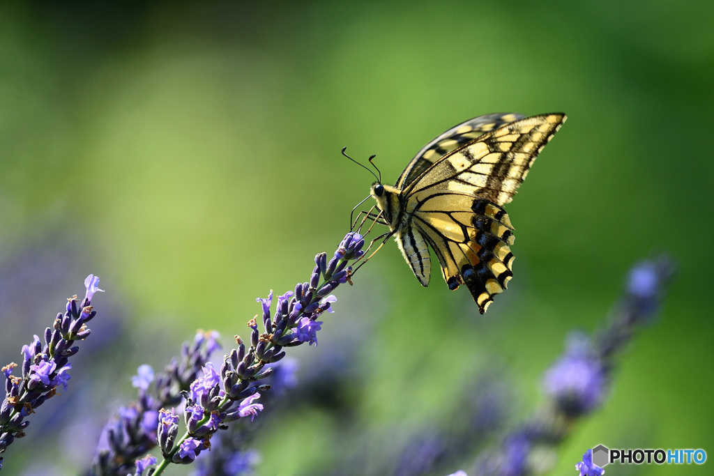 ラベンダーにキアゲハ