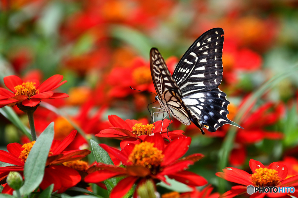 百日草とアゲハチョウ