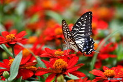 百日草とアゲハチョウ