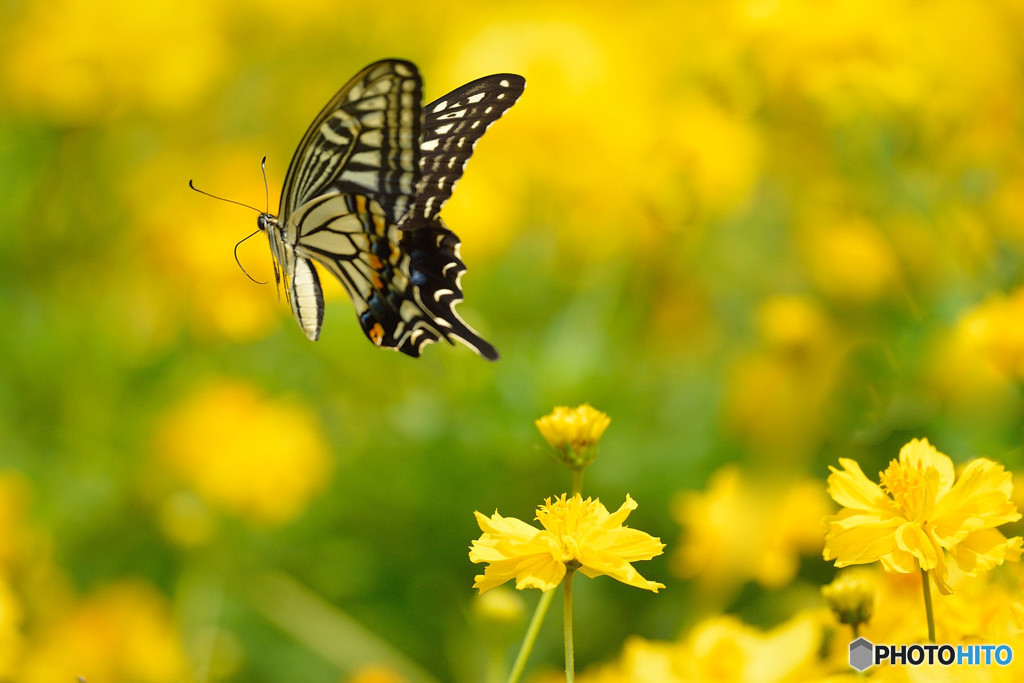 キバナコスモスに舞う
