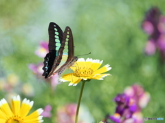お花畑のアオスジアゲハ