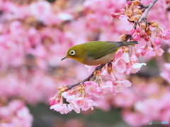 河津桜満開