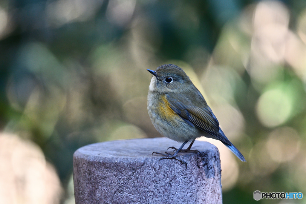 柔らかな日差し