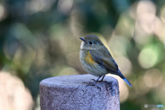 柔らかな日差し