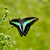 LANDING