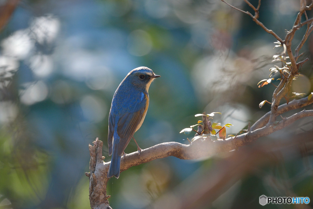 瑠璃色の貴公子