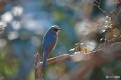 瑠璃色の貴公子