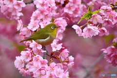 春爛漫